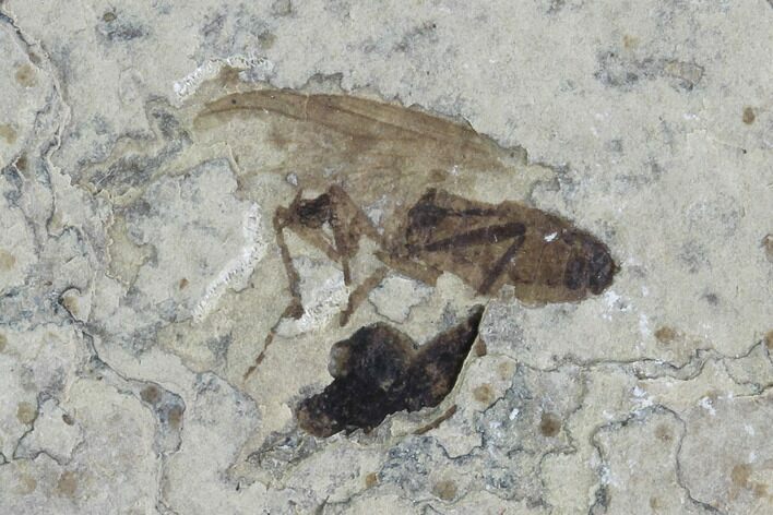Fossil March Fly (Plecia) - Green River Formation #95831